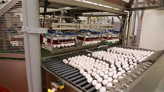 The Newburg Egg processing facility, a family-owned business dating back 50 years, processes eggs that are distributed nationwide.